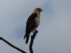 Daptrius chimachima
