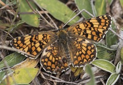 Melitaea pseudornata