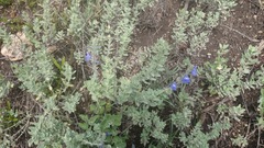 Salvia chamaedryoides