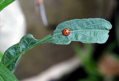 Coccinellidae