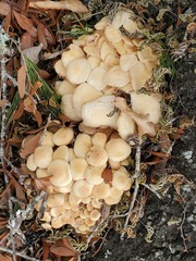 Desarmillaria caespitosa