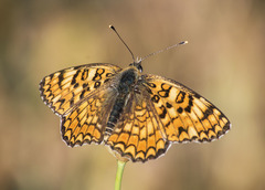 Melitaea pseudornata