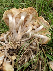 Desarmillaria caespitosa