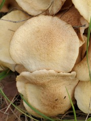 Desarmillaria caespitosa