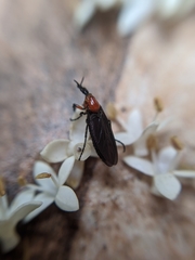 Dilophus pectoralis