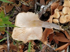 Desarmillaria caespitosa