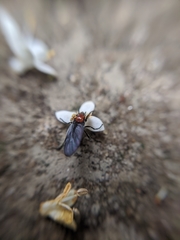 Dilophus pectoralis