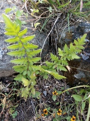 Cheiloplecton rigidum