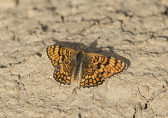 Melitaea pseudornata