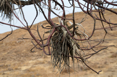 Tillandsia latifolia