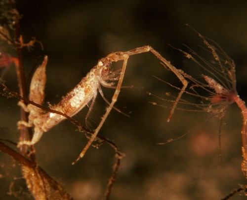 Astacilla longicornis