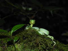 Bothrops bilineatus