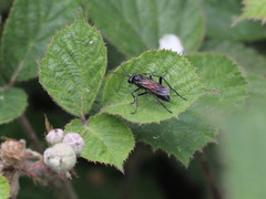 Macrophya annulata