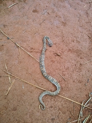 Bothrops marmoratus