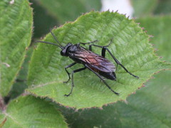 Macrophya annulata