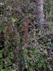 Berberis actinacantha