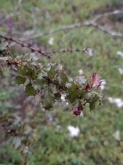 Berberis actinacantha