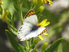 Colotis evagore