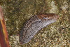 Anadenidae