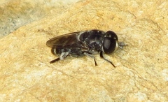 Eumerus obliquus