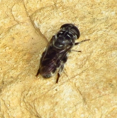 Eumerus obliquus