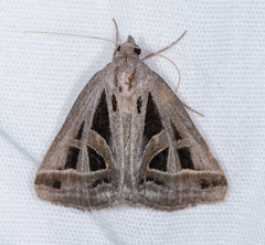 Callistege diagonalis