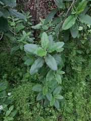 Acrisione denticulata