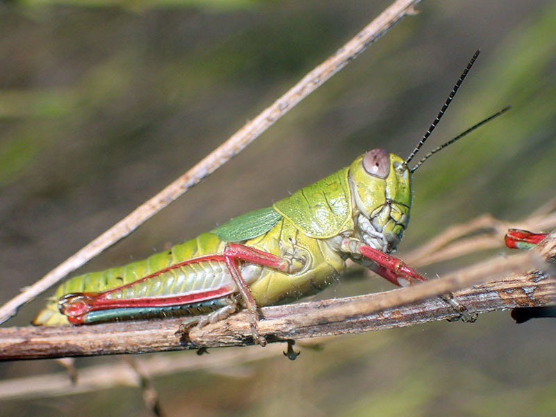 Aztecacris