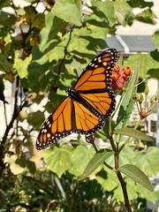 Danaus plexippus