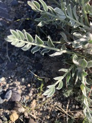 Oxytropis tragacanthoides