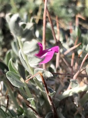 Oxytropis tragacanthoides
