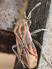 Spilostethus taeniatus