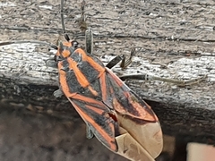 Spilostethus taeniatus