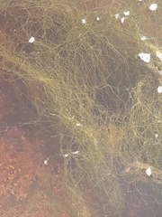 Cladophora rupestris