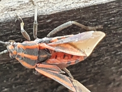 Spilostethus taeniatus