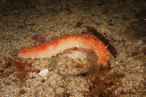 Parastichopus tremulus