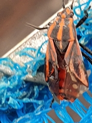 Spilostethus taeniatus