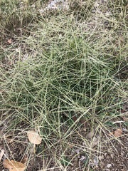 Chloris andropogonoides