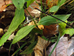 Gentiana austromontana