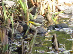 Motacilla cinerea