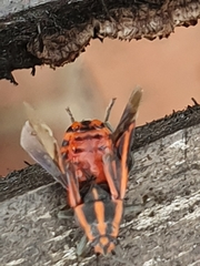 Spilostethus taeniatus