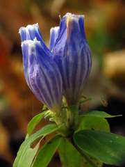 Gentiana austromontana
