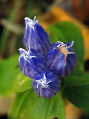 Gentiana austromontana