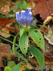 Gentiana austromontana