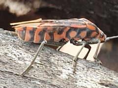 Spilostethus taeniatus