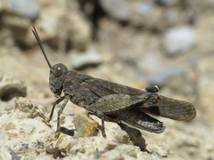 Oedipoda coerulea