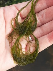 Cladophora rupestris