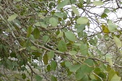 Phyllanthus chacoensis