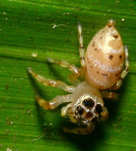 Goldband Thyene Jumping Spider