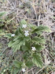 Glandularia verecunda